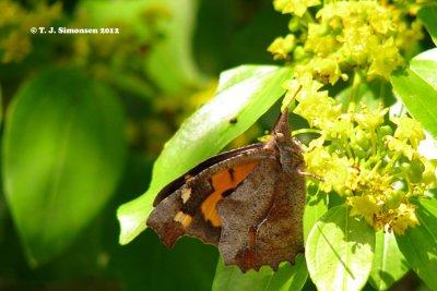European Snout Butterfly Libythea celtis