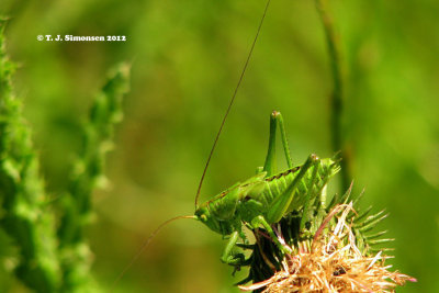Ensifera grashopper