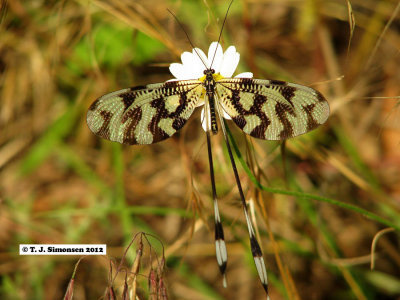 Nemoptera bipennis