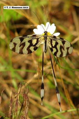 Nemoptera bipennis