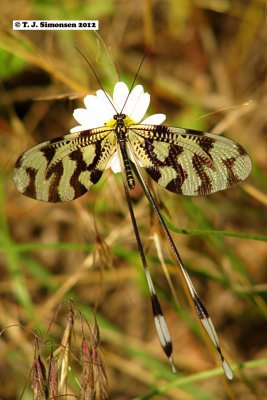 Nemoptera bipennis