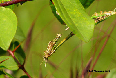 Empusa fasciata