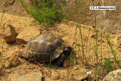 Hermann's Tortoise (Testudo hermanni)