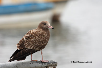 Black-tailed Gull (Larus crassirostris)