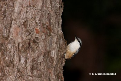 Eurasian Nuthatch (Sitta europaea)