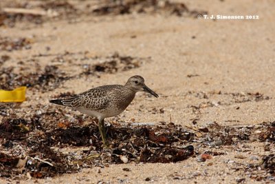 Great Knot (Calidris tenuirostris)