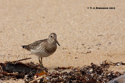 Great Knot (Calidris tenuirostris)