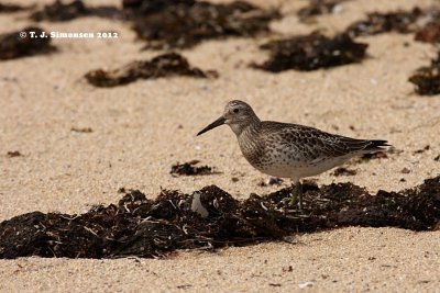 Great Knot (Calidris tenuirostris)