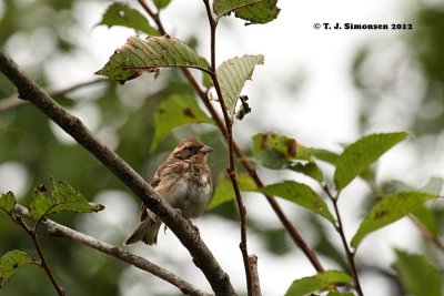 Elegant Bunting (Emberiza elegans)