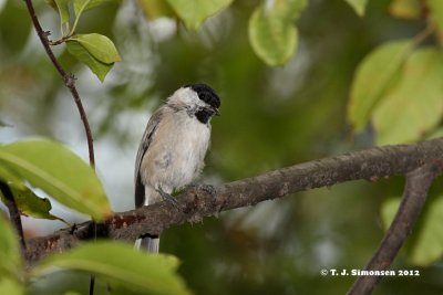 Marsh Tit (Peocile palustris)