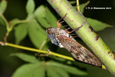 Large Brown Cicada (Graptopsaltria nigrofuscata)