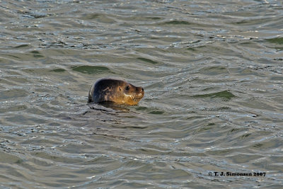 Harbour Seal (Phoca vitulina)