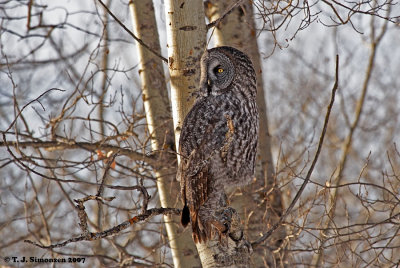 Great Gray Owl (Strix nebulosa)