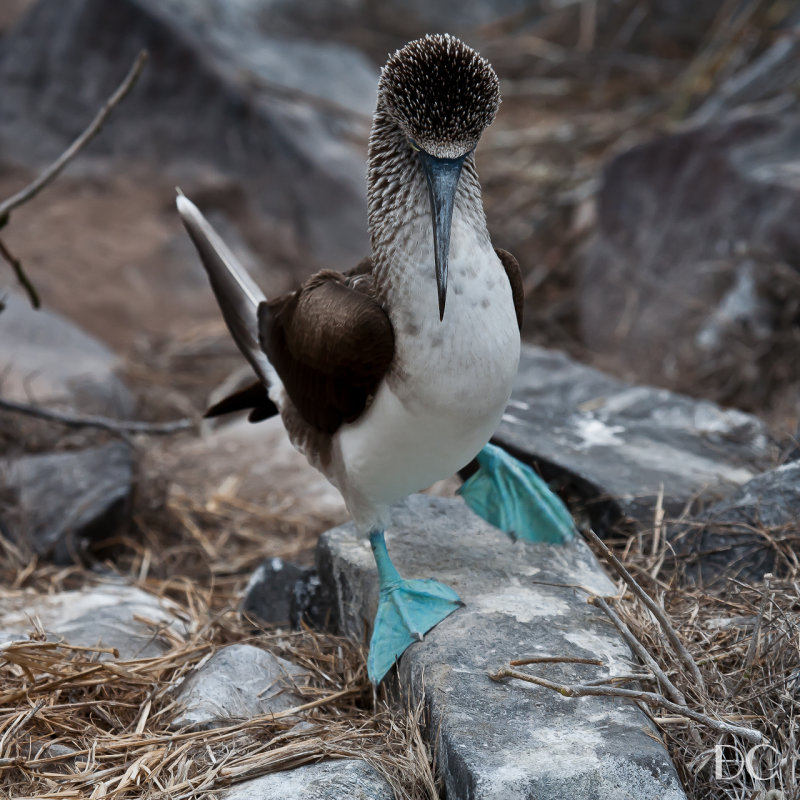 Blue-footed booby