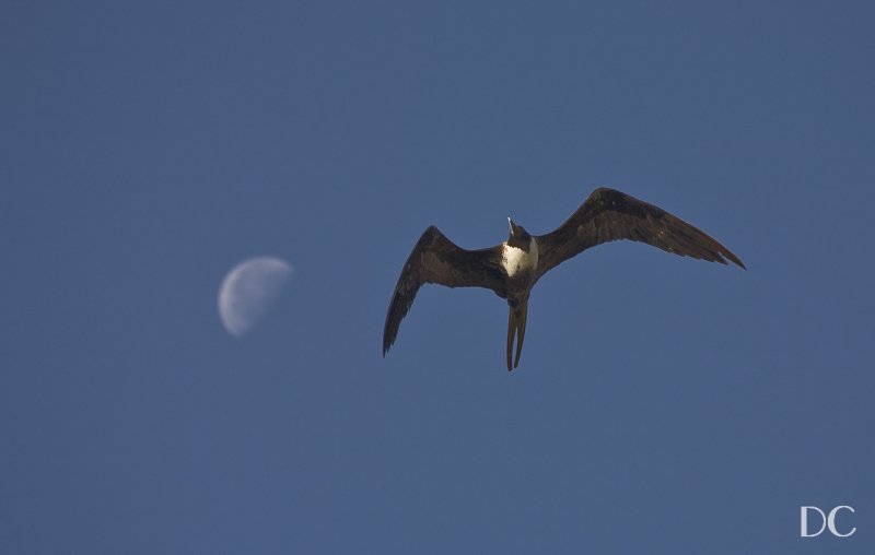 frigate bird and moon