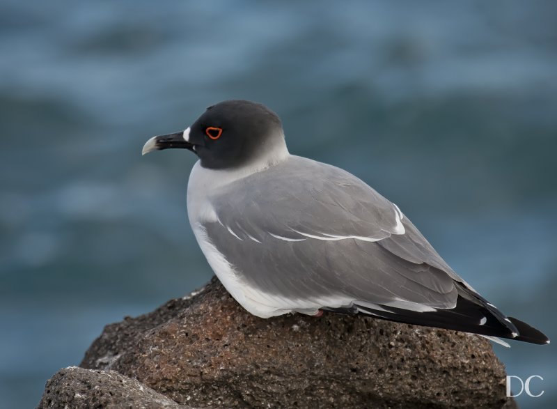 swallow-tailed gull