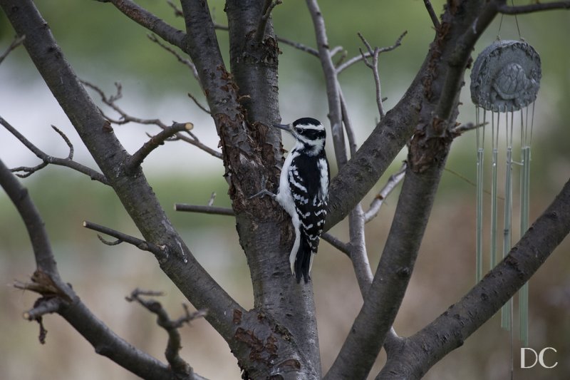 hairy woodpecker