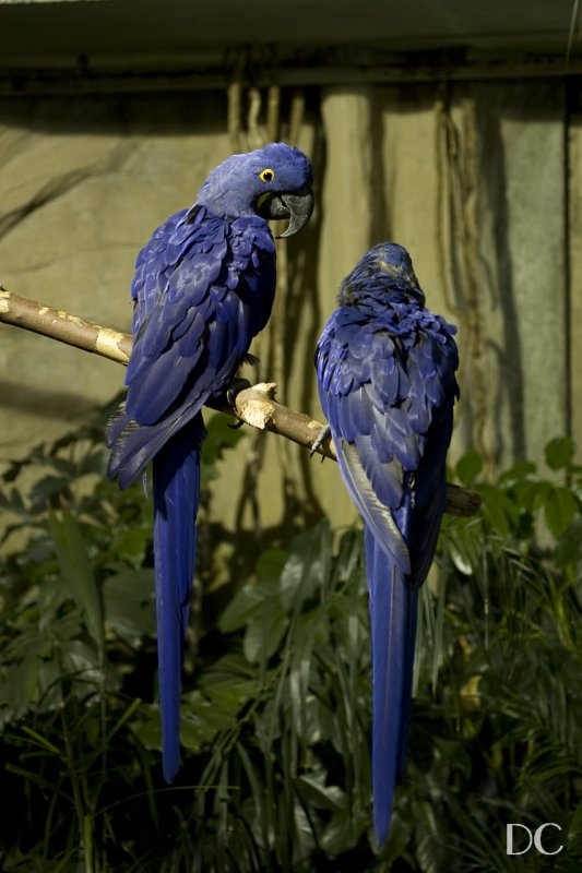 hyacinth macaws