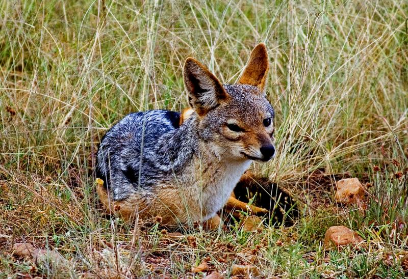Jackal
