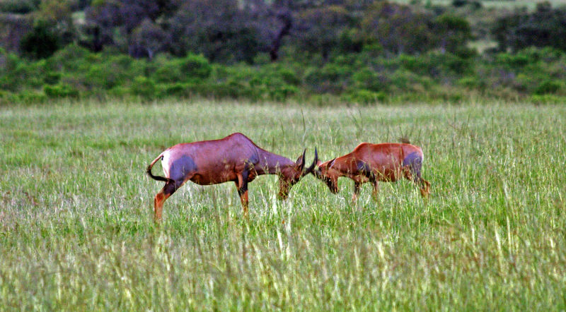 Topi mother and young fencing