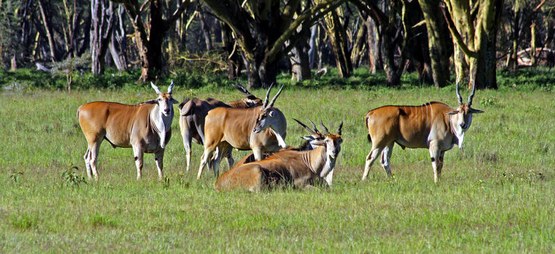 Eland
