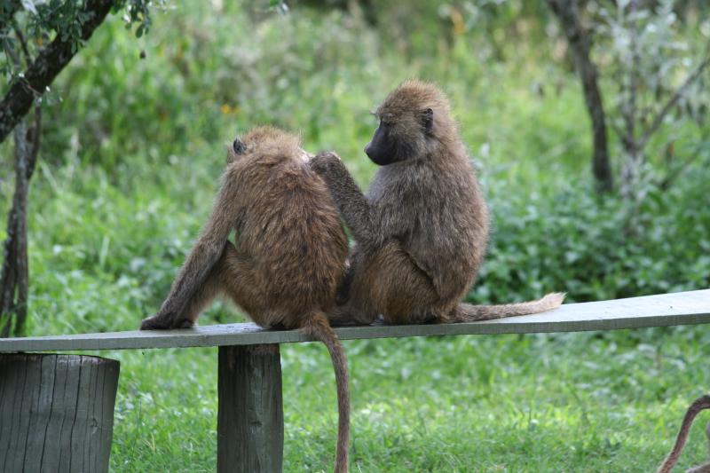 Baboons grooming