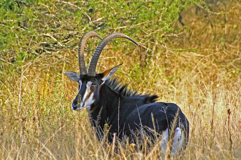 Sable antelope