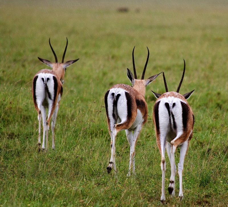 Grants gazelles