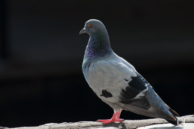 Prague pigeon