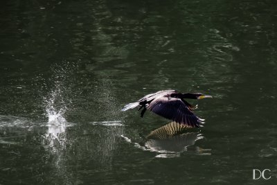 cormorant taking flight on the river Main
