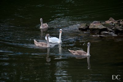swans on the River Main