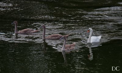 swans on the River Main