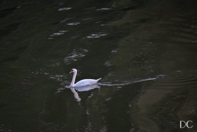 swan on the River Main