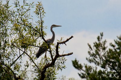 blue heron seen from the River Main