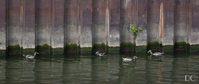 ducks, Aschaffenburg