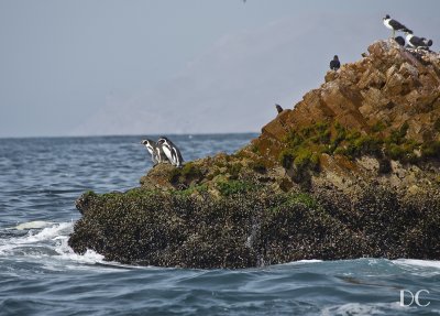 penguins