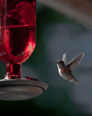 hummingbird