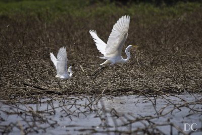 common egrets, Panama
