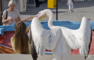 irate pelican, Mykonos