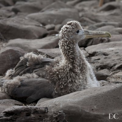 waved albatross chick