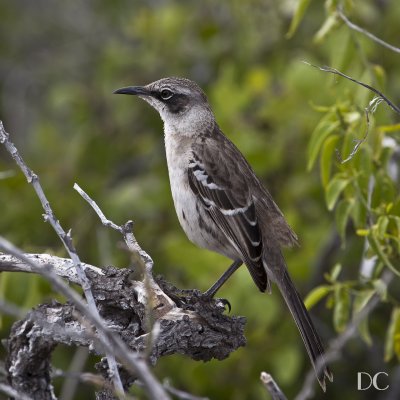 Galapagos mockingbird