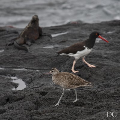 whimbrel and American oyster catcher