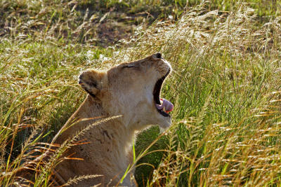 Lioness