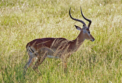 Male impala