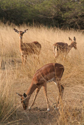 Impala