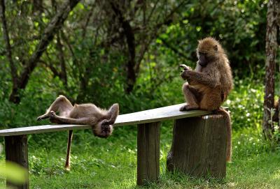 Baboons chilling