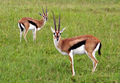 Thompson's gazelles