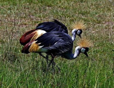 Crested cranes