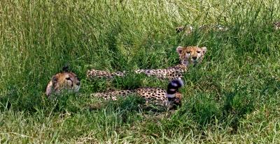 Wary cheetahs