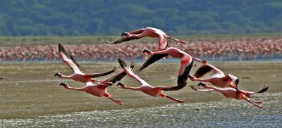 Flamingos in flight